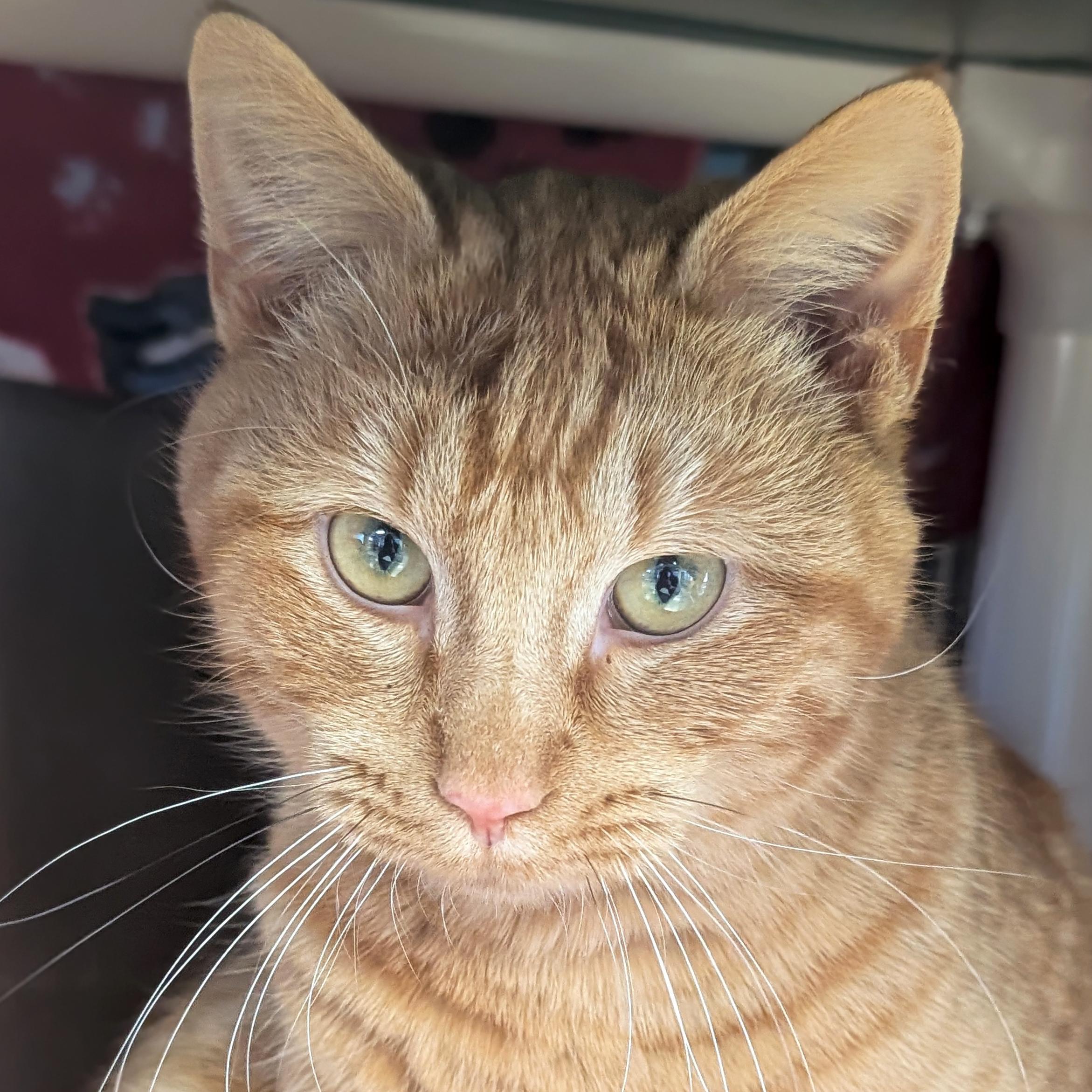 Enlarge Shrimp, an adopted Domestic Short Hair in Jefferson, WI image 1/5