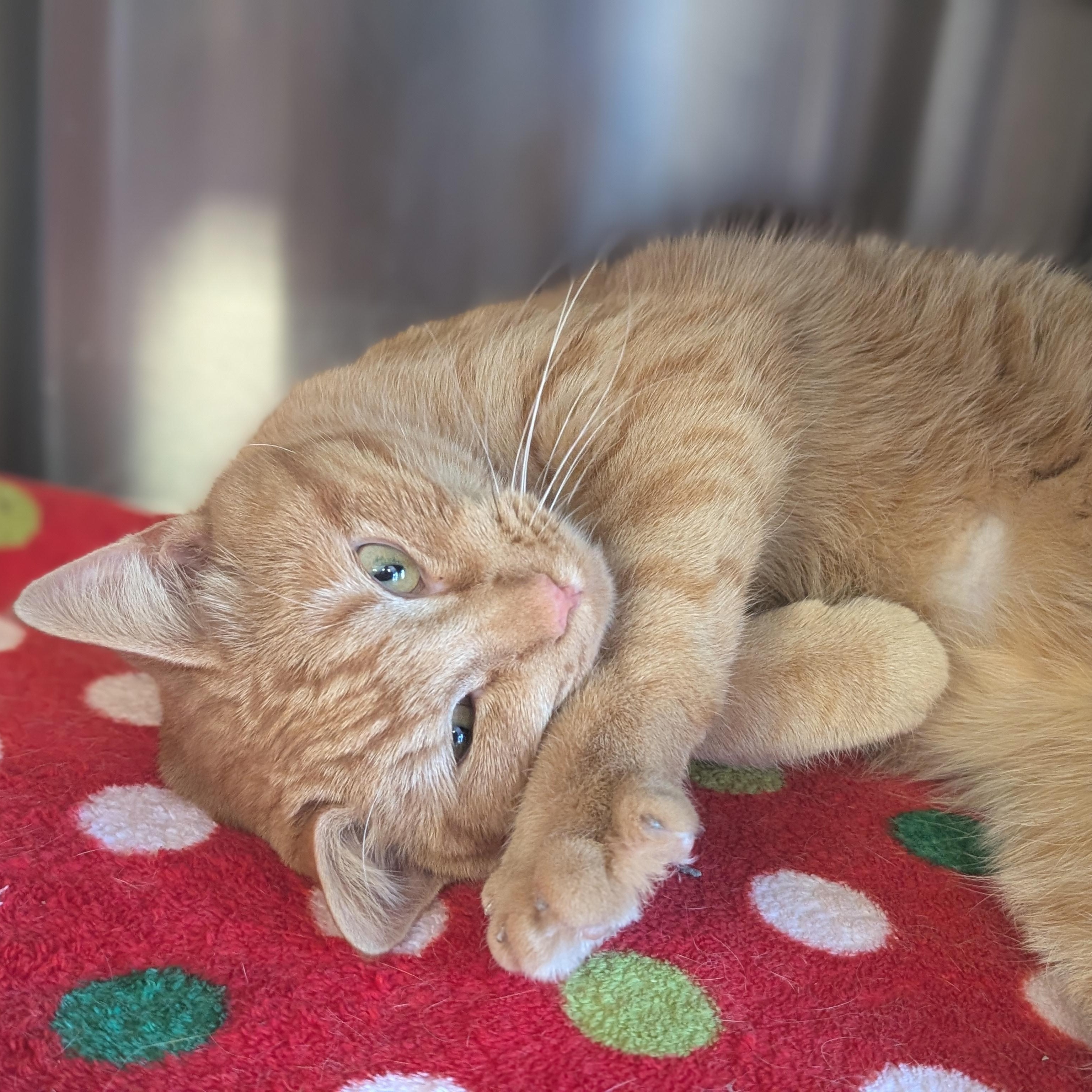 Enlarge Shrimp, an adopted Domestic Short Hair in Jefferson, WI image 4/5