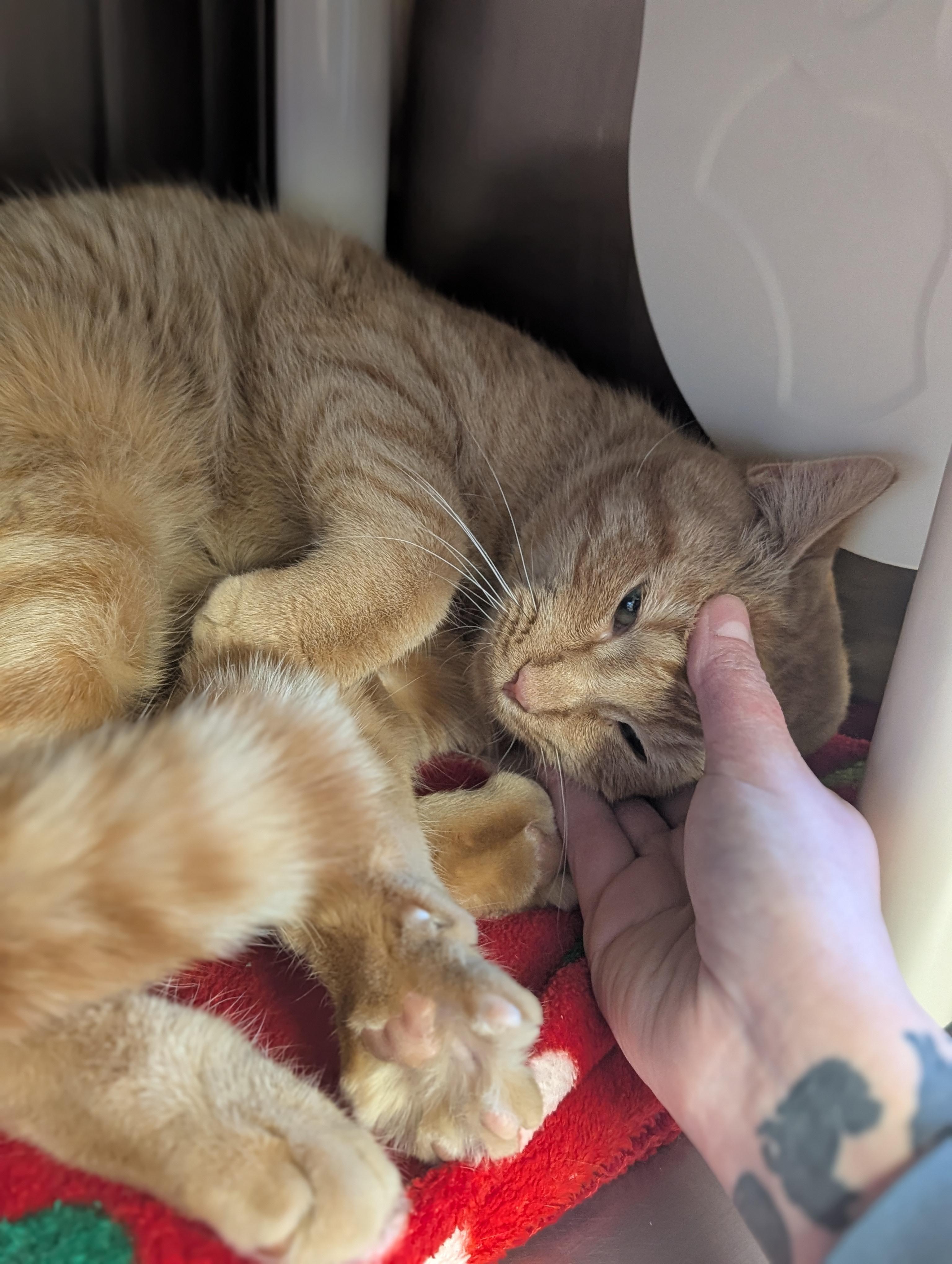 Enlarge Shrimp, an adopted Domestic Short Hair in Jefferson, WI image 2/5