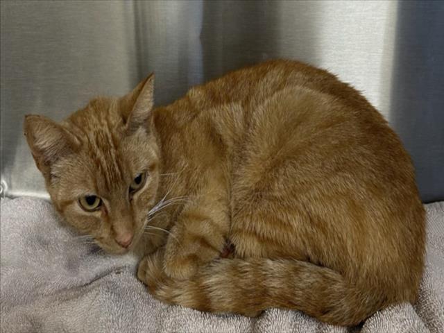 Enlarge JAE, a Adoptable Domestic Short Hair in Norco, CA image 1/1