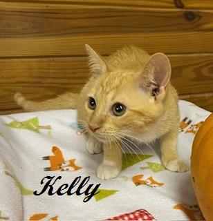 Enlarge Kelly Garrett, a Adoptable Tabby in Cary, NC image 5/5