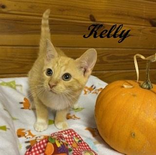 Enlarge Kelly Garrett, a Adoptable Tabby in Cary, NC image 2/5
