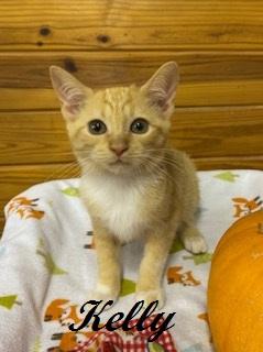 Enlarge Kelly Garrett, a Adoptable Tabby in Cary, NC image 1/5