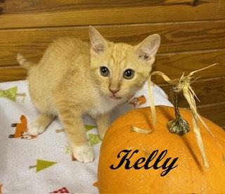 Enlarge Kelly Garrett, a Adoptable Tabby in Cary, NC image 4/5
