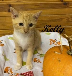 Enlarge Kelly Garrett, a Adoptable Tabby in Cary, NC image 3/5