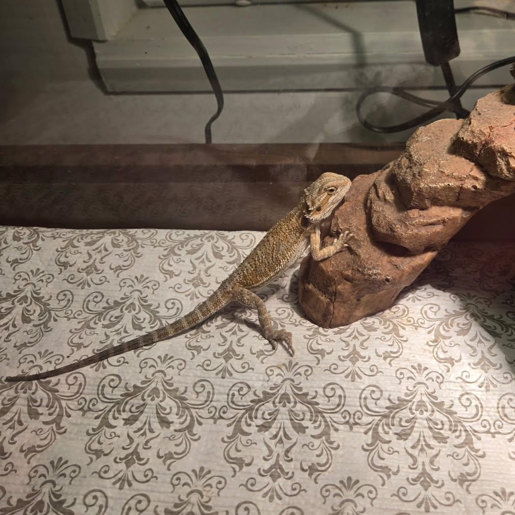 Sunfyre, adopted, Young Unknown Bearded Dragon.