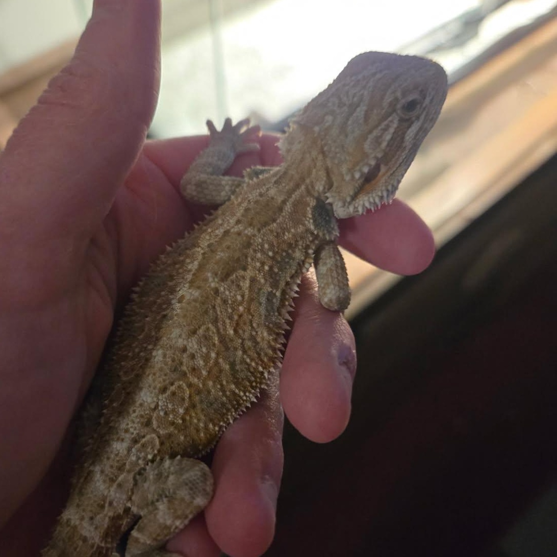 Enlarge Sunfyre, an adopted Bearded Dragon in Dearborn, MO image 3/4