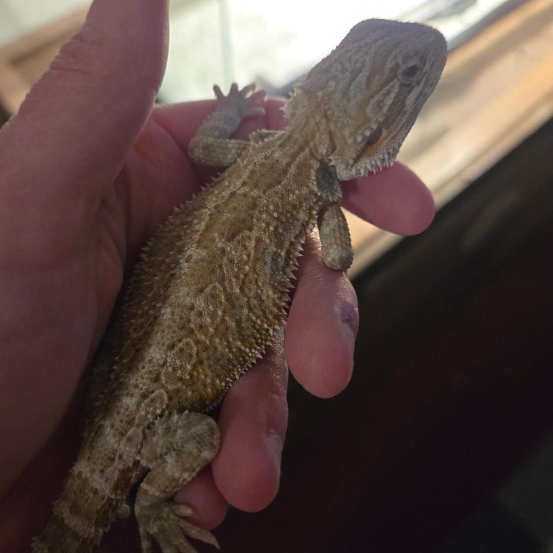 Enlarge Sunfyre, an adopted Bearded Dragon in Dearborn, MO image 2/4