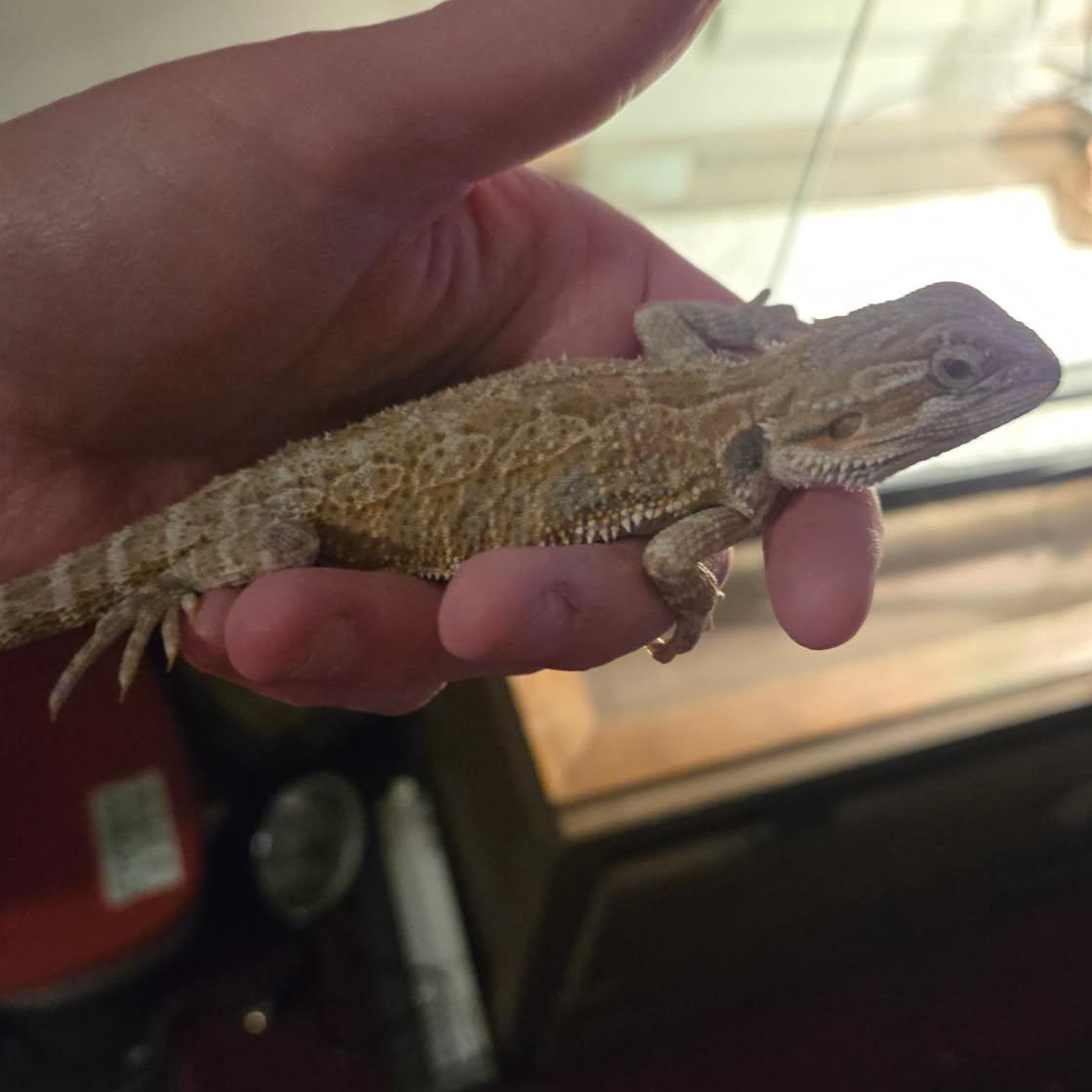 Enlarge Sunfyre, an adopted Bearded Dragon in Dearborn, MO image 4/4
