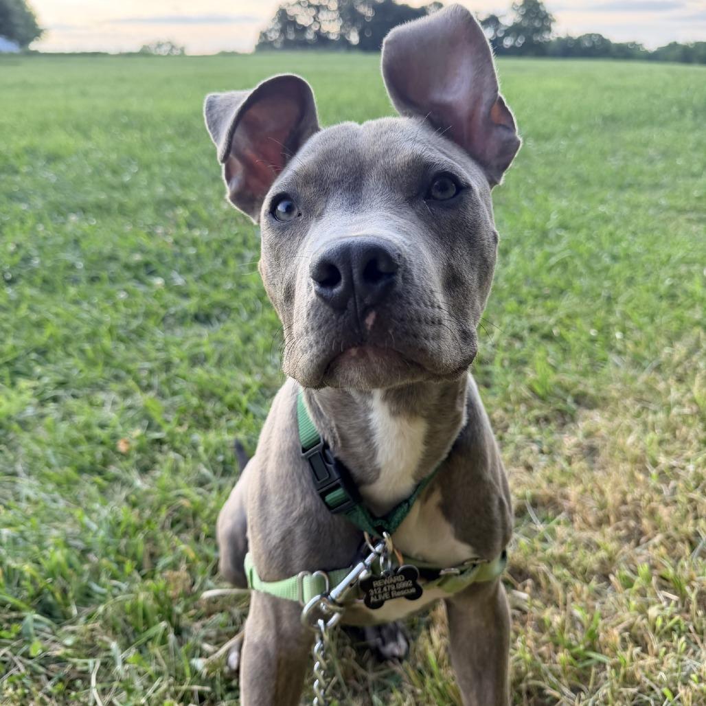 Merlin, Adoptable, Young Male Pit Bull Terrier & Mixed Breed.