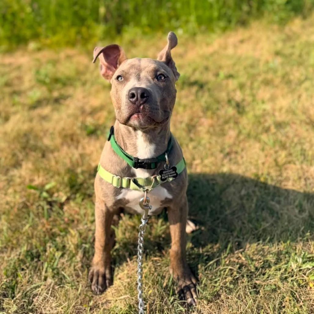 Enlarge Merlin, a Adoptable mixed breed in Chicago, IL image 2/6