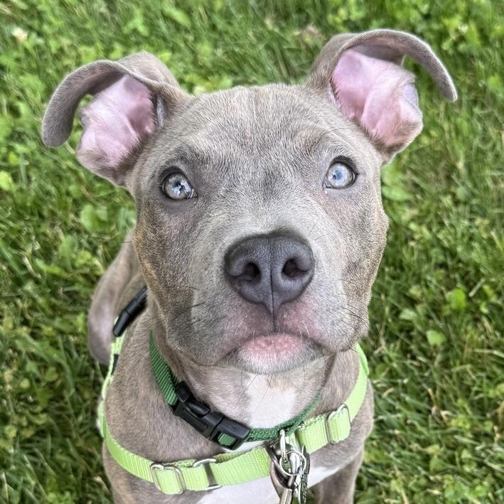 Enlarge Merlin, a Adoptable mixed breed in Chicago, IL image 3/6