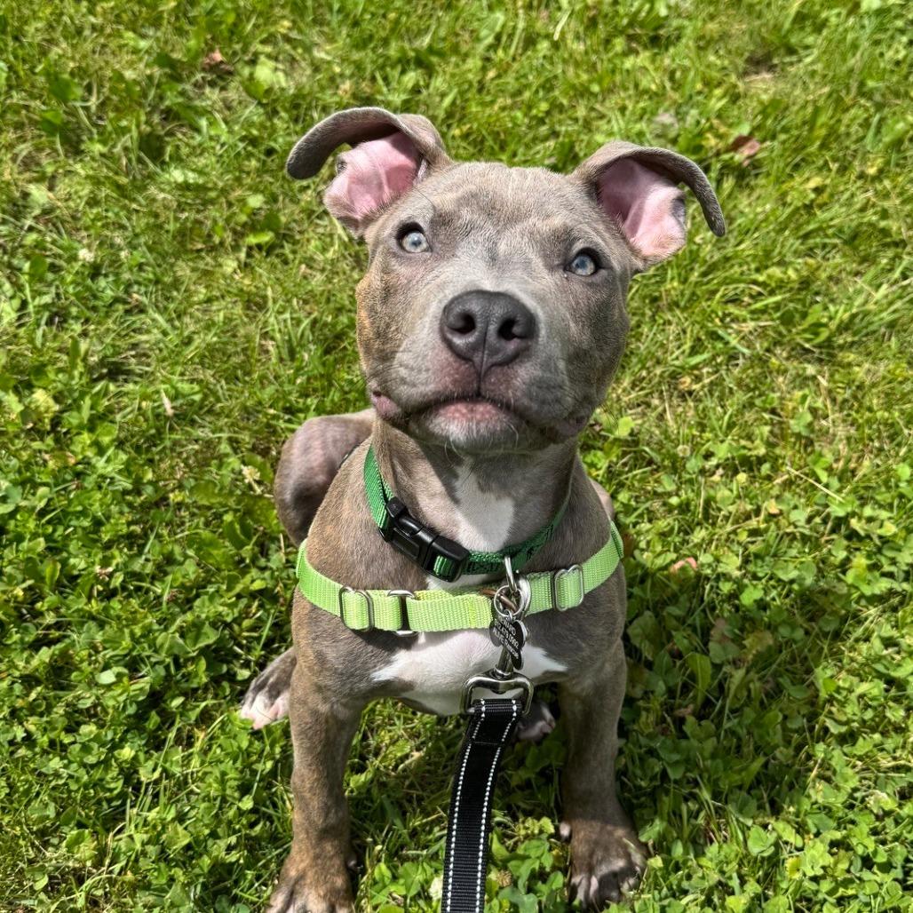Enlarge Merlin, a Adoptable mixed breed in Chicago, IL image 4/6