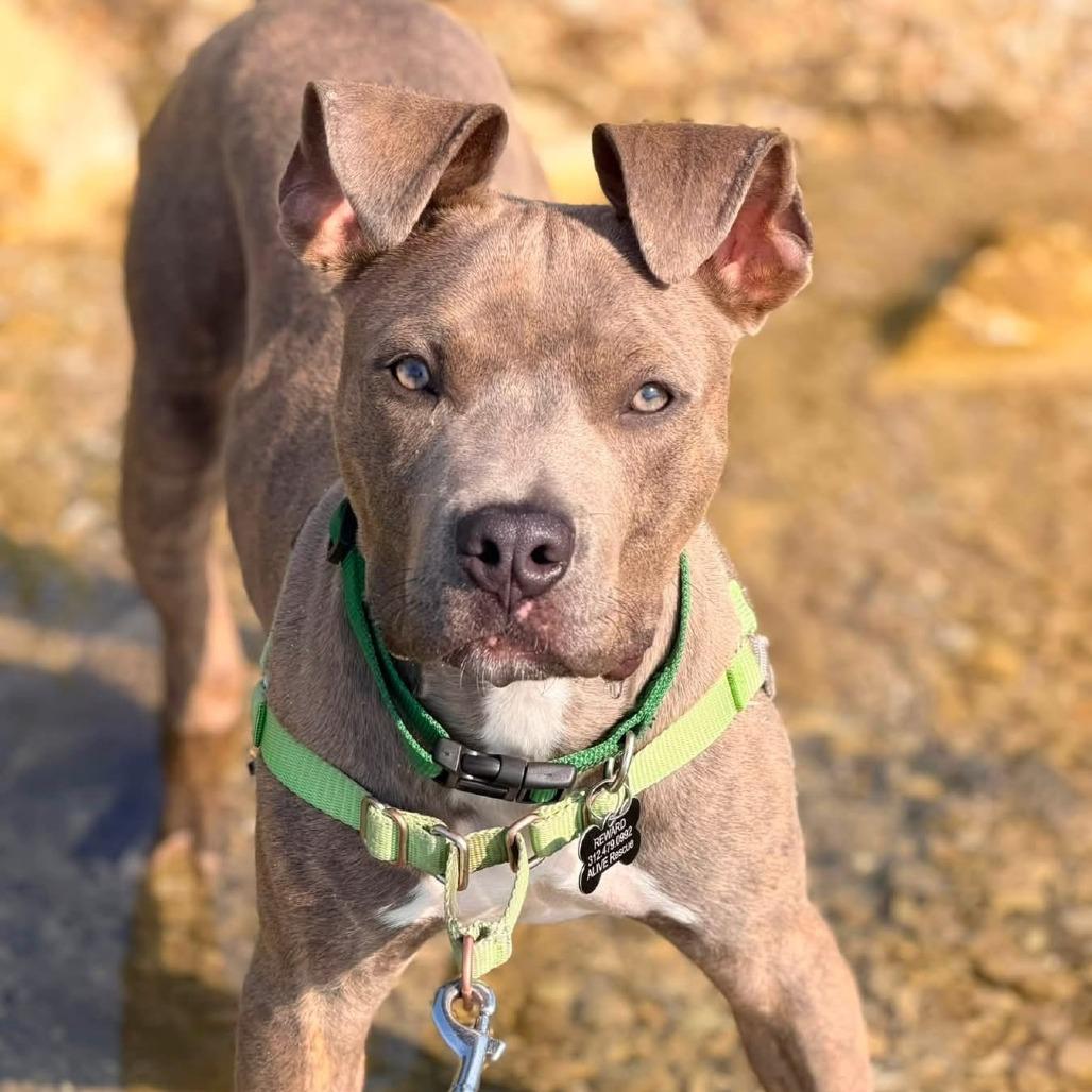 Enlarge Merlin, a Adoptable mixed breed in Chicago, IL image 5/6