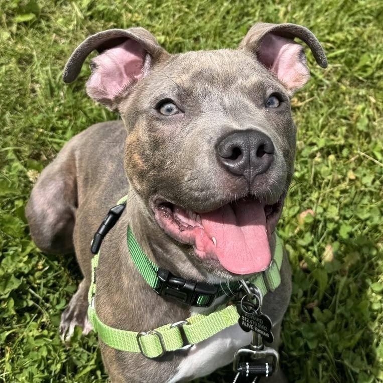 Enlarge Merlin, a Adoptable mixed breed in Chicago, IL image 6/6