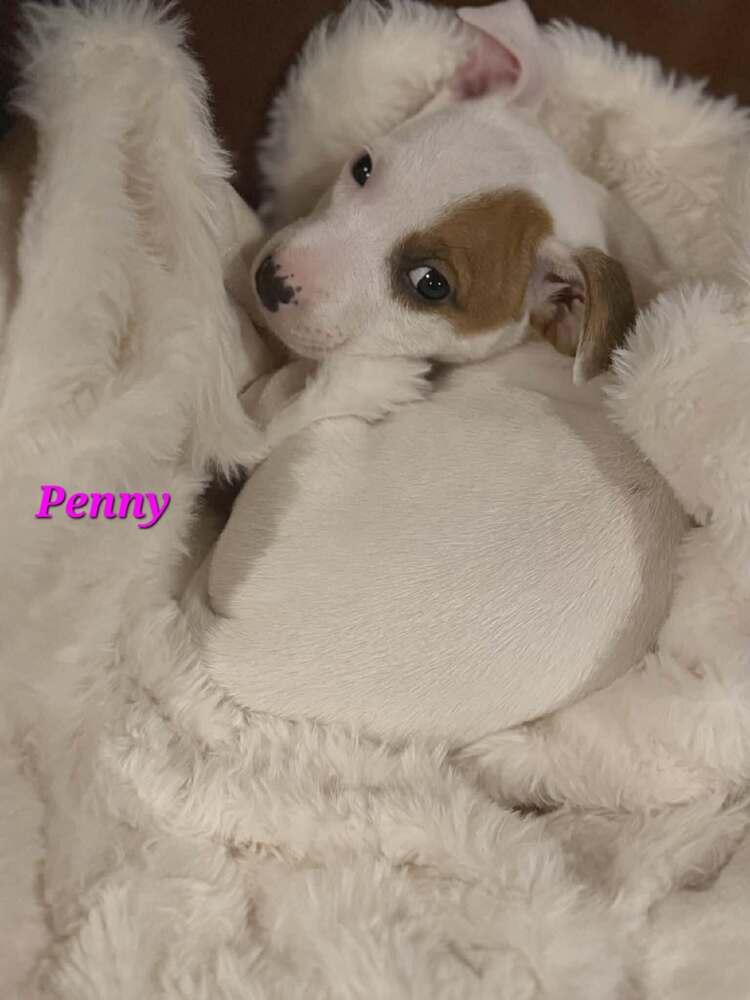 Penny, Adoptable, Puppy Female Jack Russell Terrier & Chihuahua.