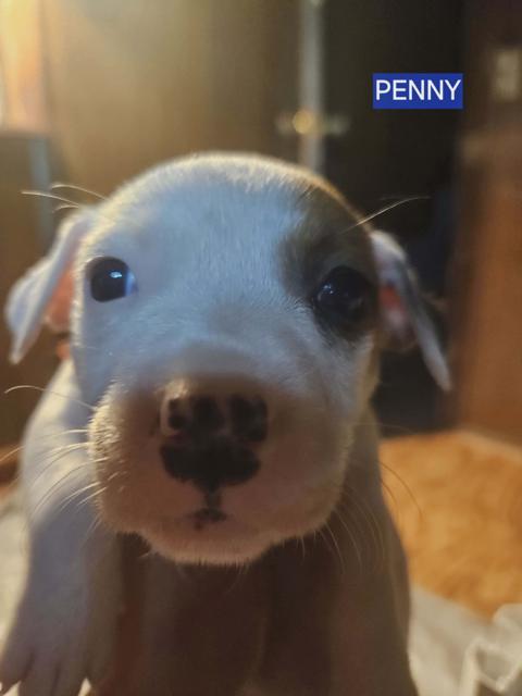 Penny, Adoptable, Puppy Female Jack Russell Terrier & Chihuahua.