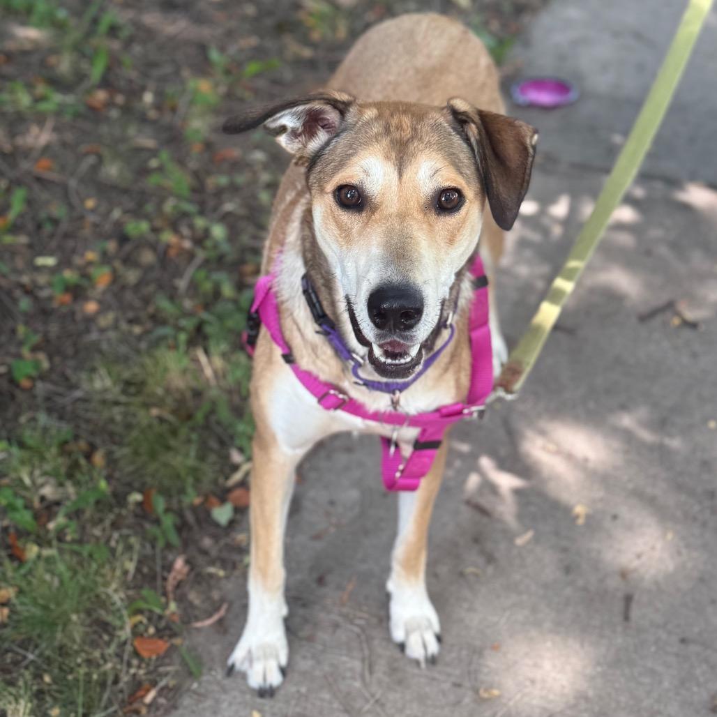 Stella, a Adoptable Shepherd in Crystal, MN image 1/6