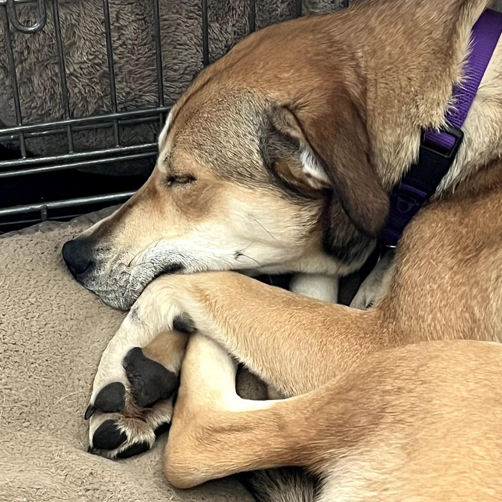 Stella, a Adoptable Shepherd in Crystal, MN image 1/6