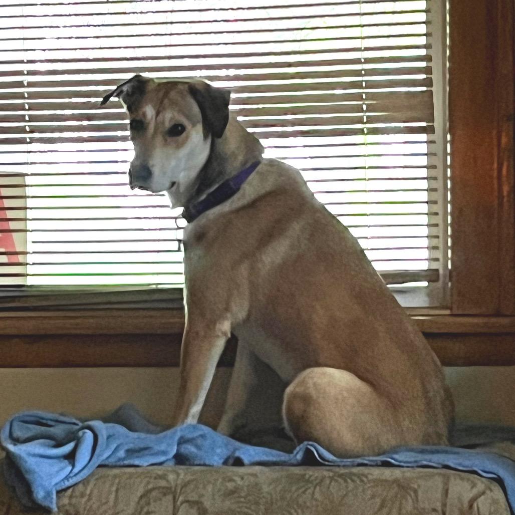 Stella, a Adoptable Shepherd in Crystal, MN image 3/6