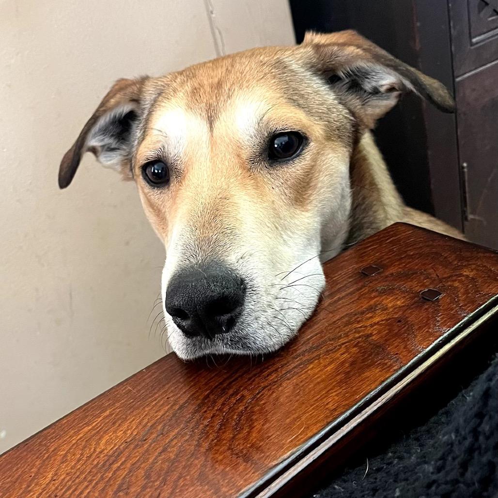 Stella, a Adoptable Shepherd in Crystal, MN image 4/6