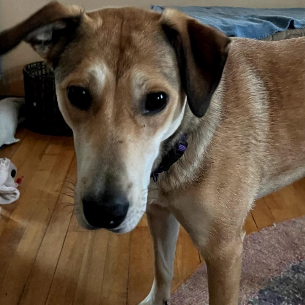 Stella, a Adoptable Shepherd in Crystal, MN image 5/6
