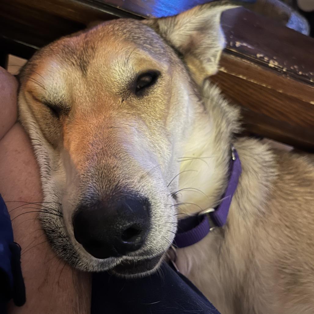 Stella, a Adoptable Shepherd in Crystal, MN image 6/6