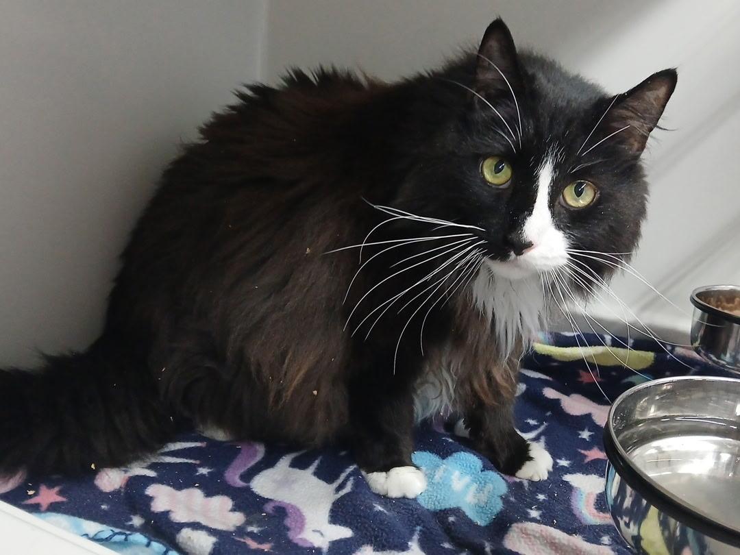 Lily and Ragtop BONDED PAIR, a ADOPTABLE Domestic Short Hair in Mount Vernon, OH image 2/4
