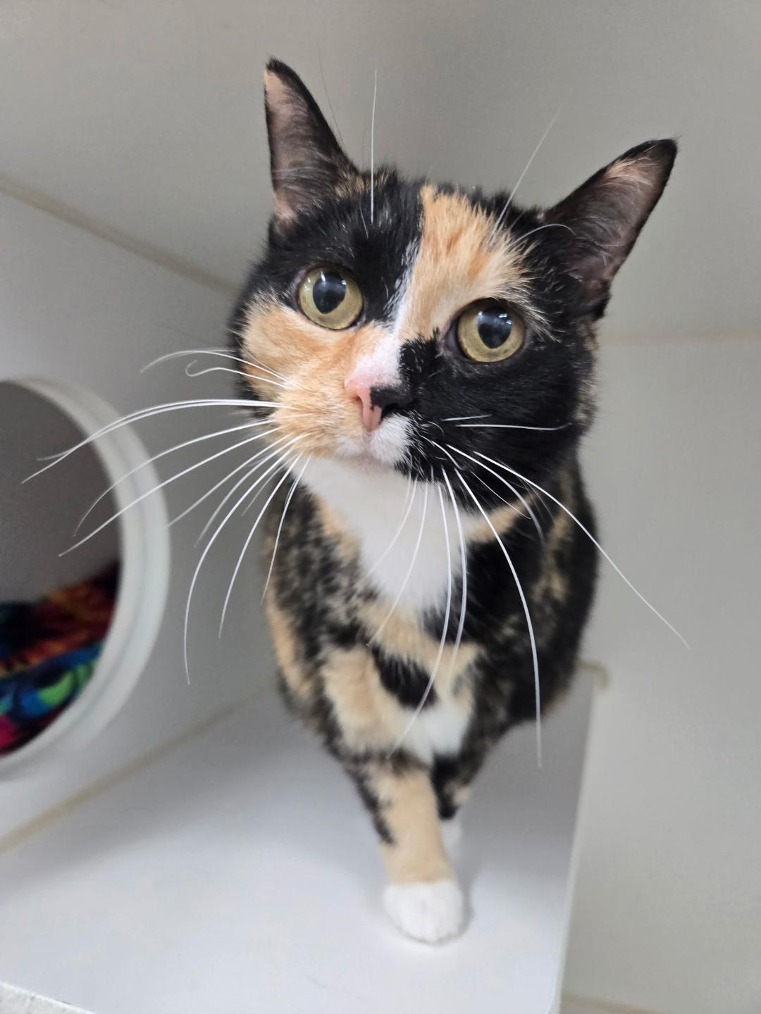 Lily and Ragtop BONDED PAIR, ADOPTABLE, Adult Female Domestic Short Hair.