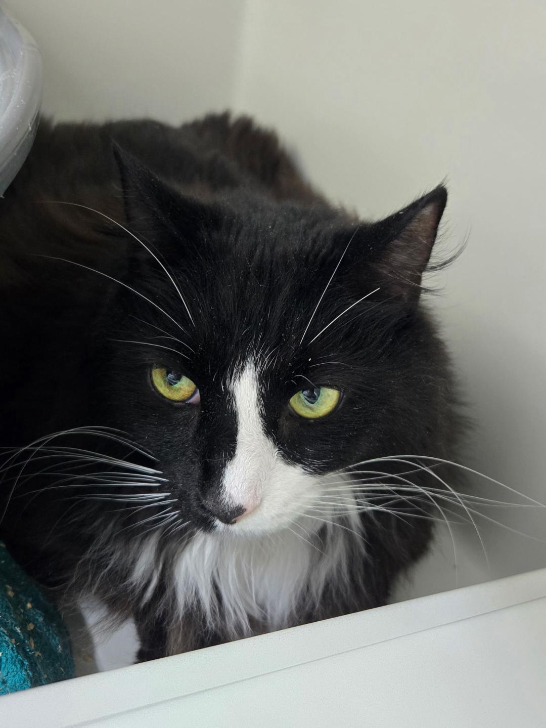 Lily and Ragtop BONDED PAIR, a ADOPTABLE Domestic Short Hair in Mount Vernon, OH image 4/4