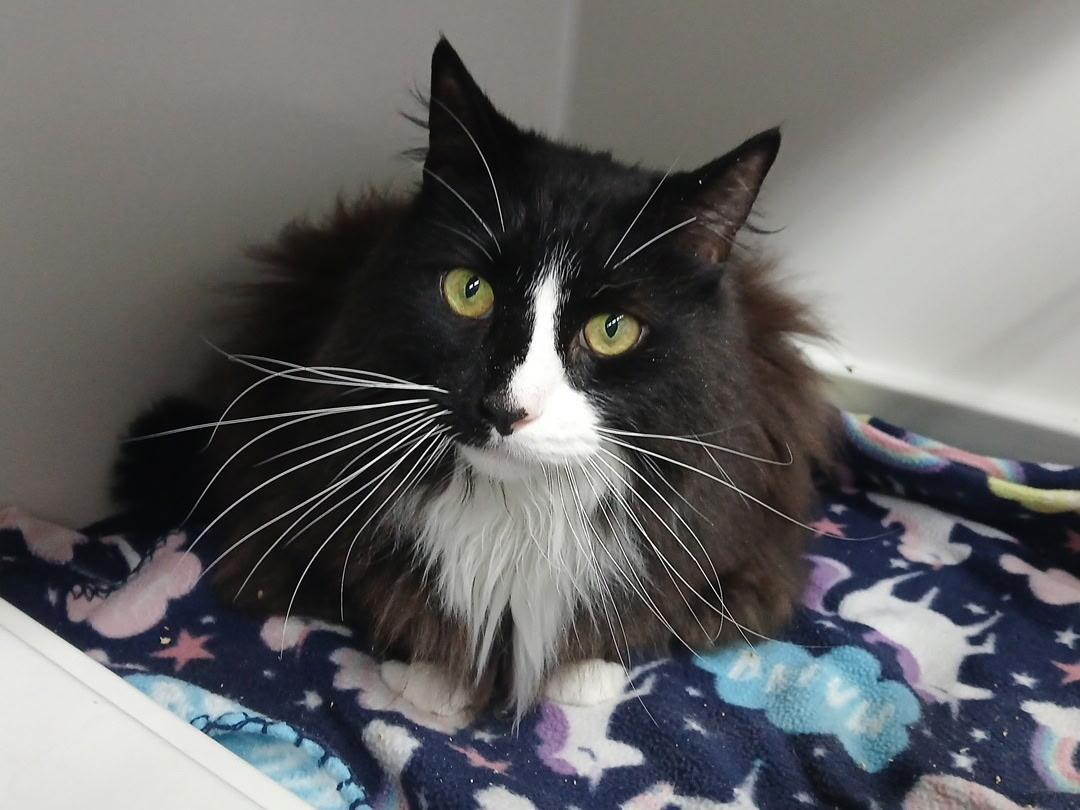 Lily and Ragtop BONDED PAIR, a ADOPTABLE Domestic Short Hair in Mount Vernon, OH image 3/4