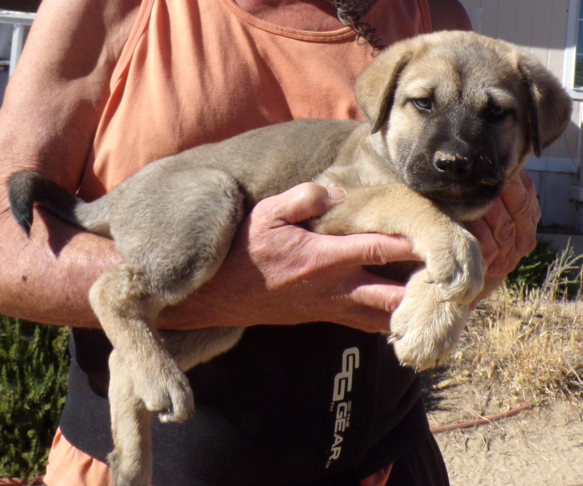 Enlarge MAXIMUS, a ADOPTABLE mixed breed in Corona, CA image 3/3