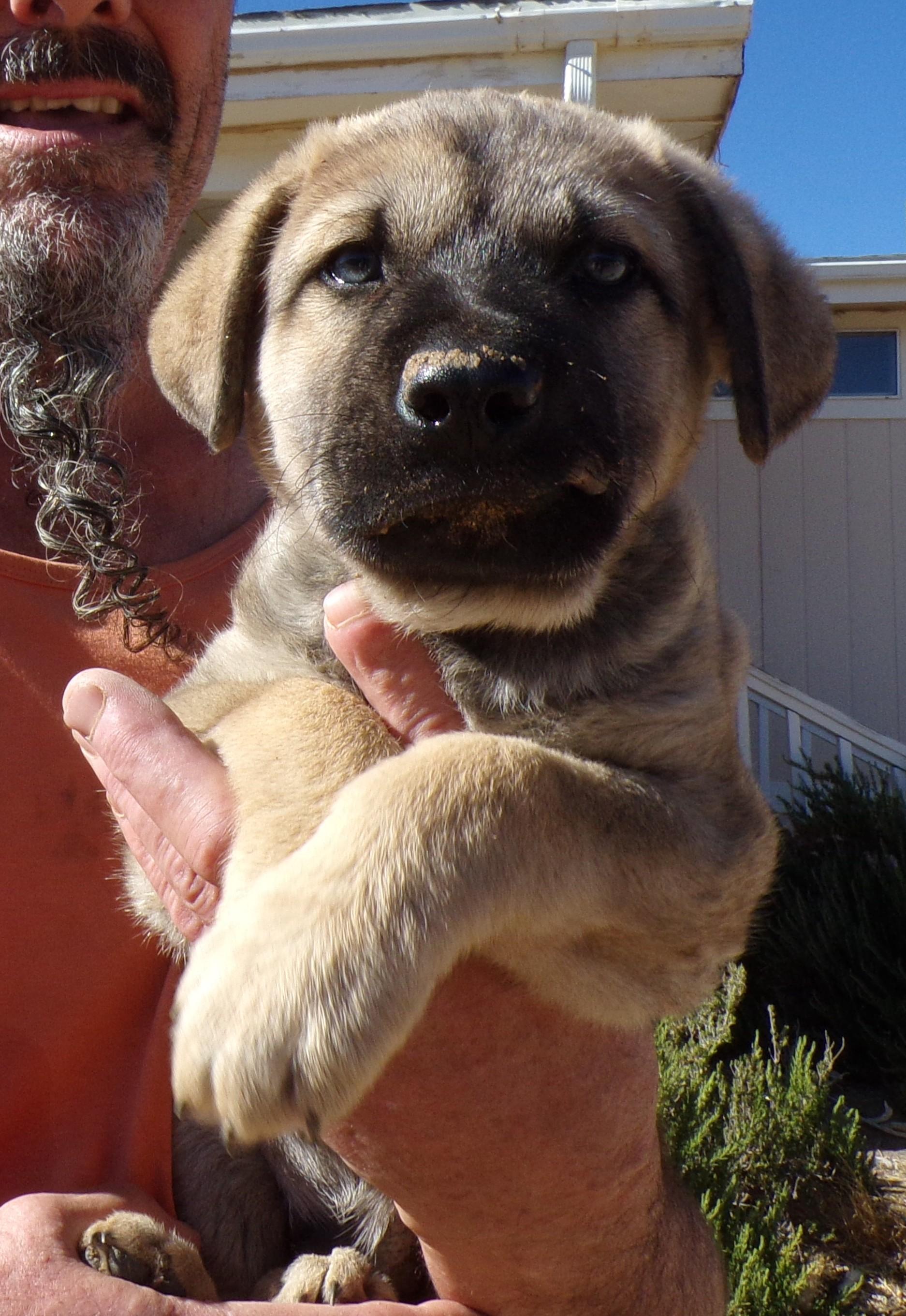 Enlarge MAXIMUS, a ADOPTABLE mixed breed in Corona, CA image 2/3