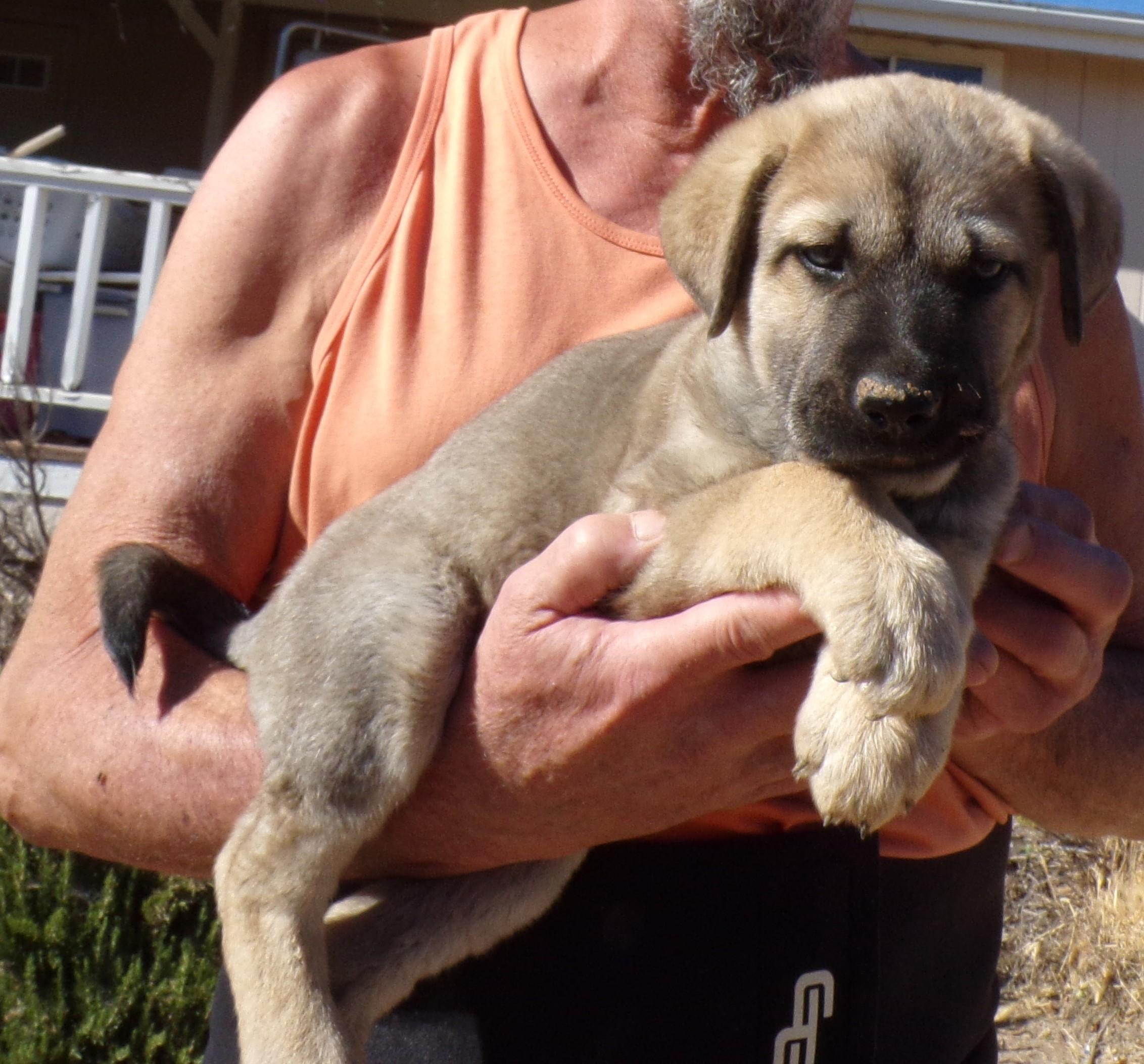 Enlarge MAXIMUS, a ADOPTABLE mixed breed in Corona, CA image 1/3
