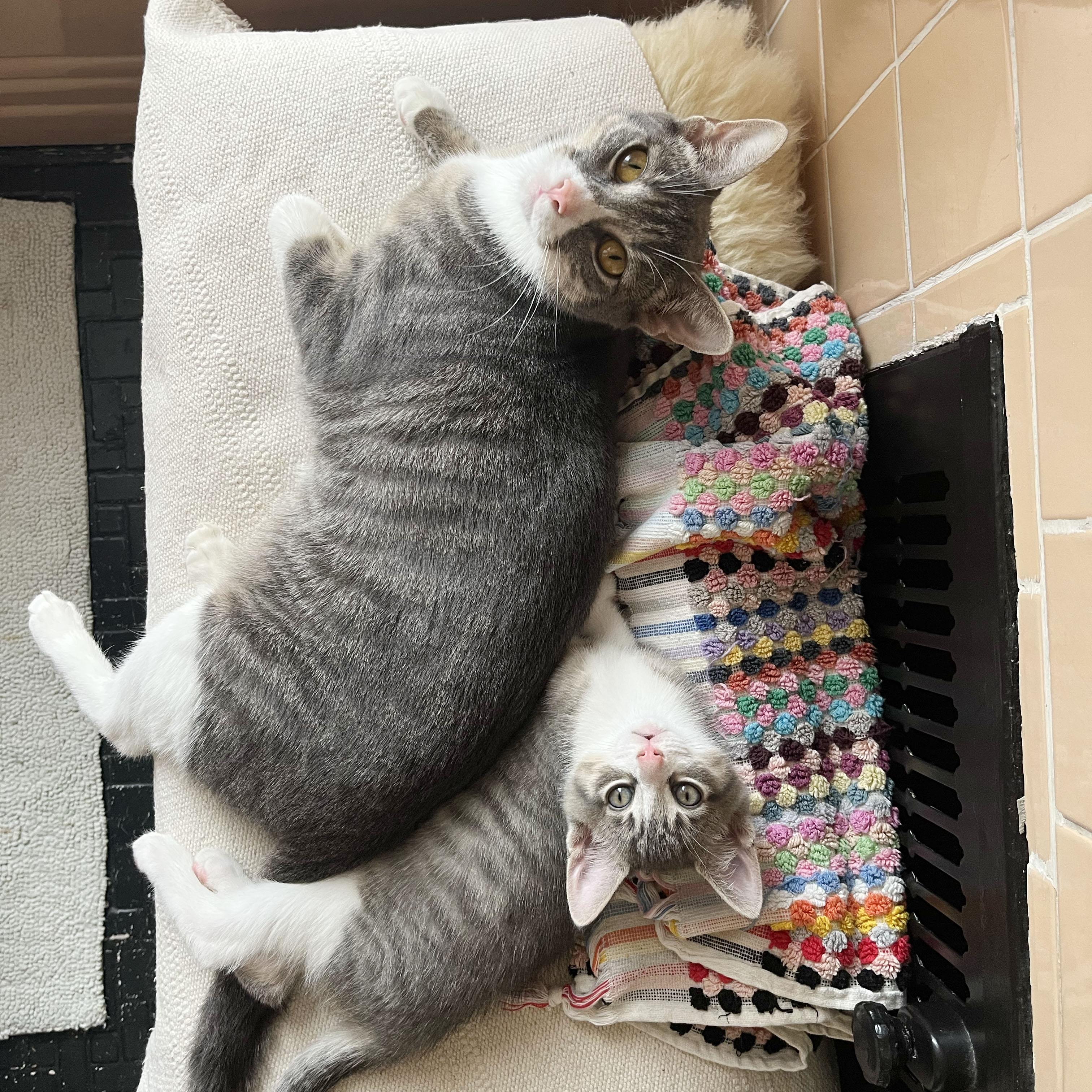 Enlarge Origami + Cootie Catcher, a ADOPTABLE Domestic Short Hair in BROOKLYN, NY image 2/6
