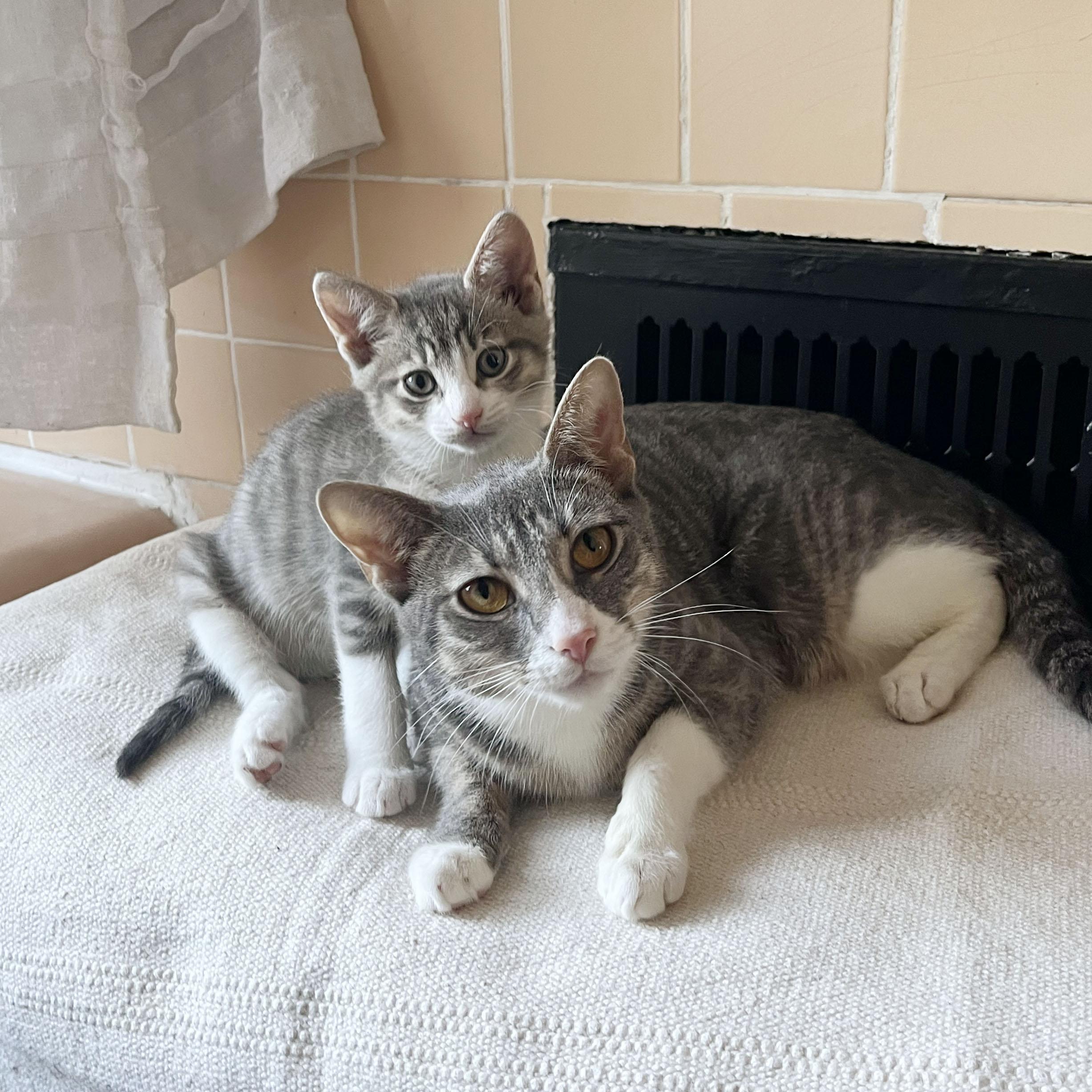 Origami + Cootie Catcher, ADOPTABLE, Kitten Male Domestic Short Hair.