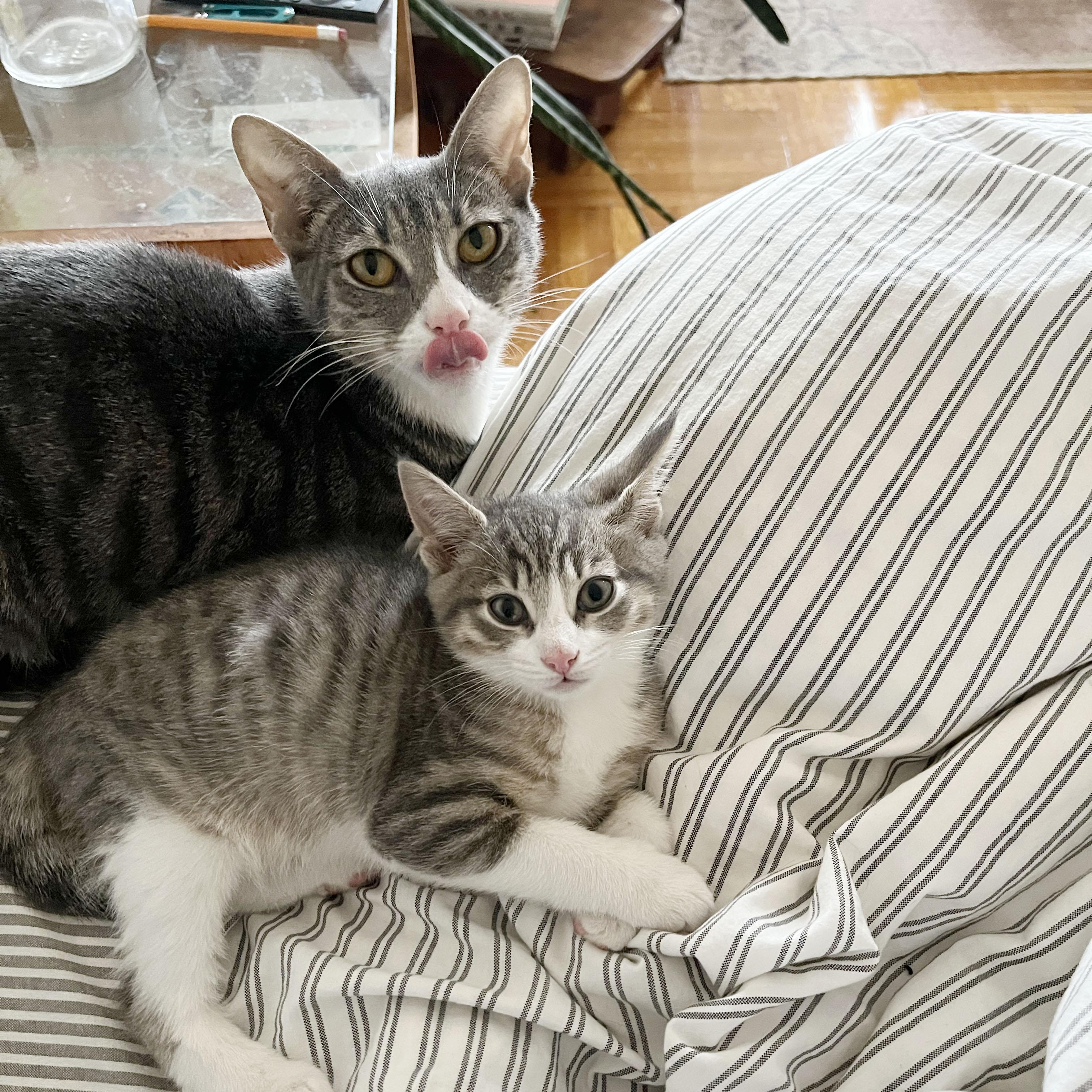 Enlarge Origami + Cootie Catcher, a ADOPTABLE Domestic Short Hair in BROOKLYN, NY image 5/6