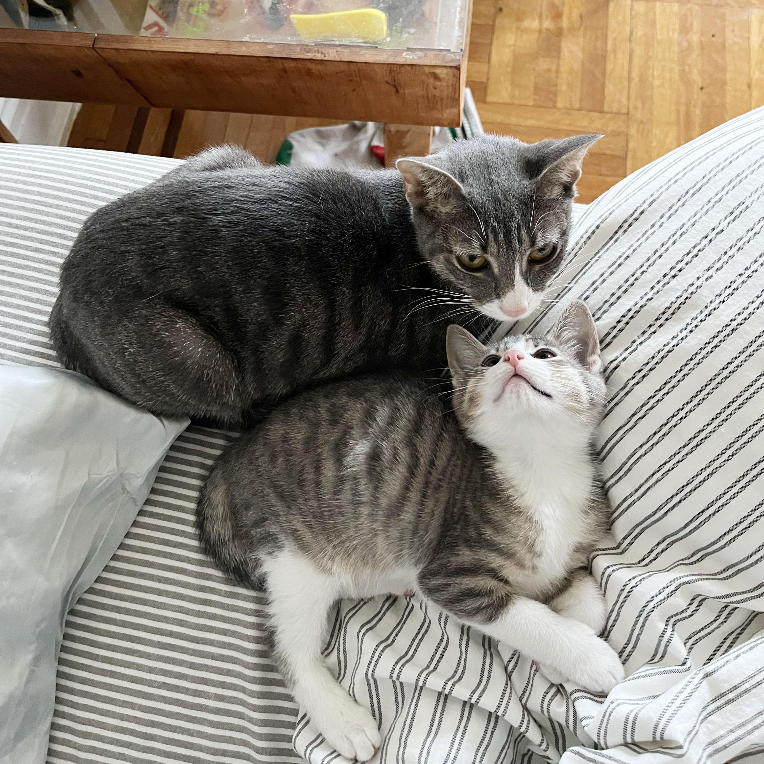 Enlarge Origami + Cootie Catcher, a ADOPTABLE Domestic Short Hair in BROOKLYN, NY image 6/6