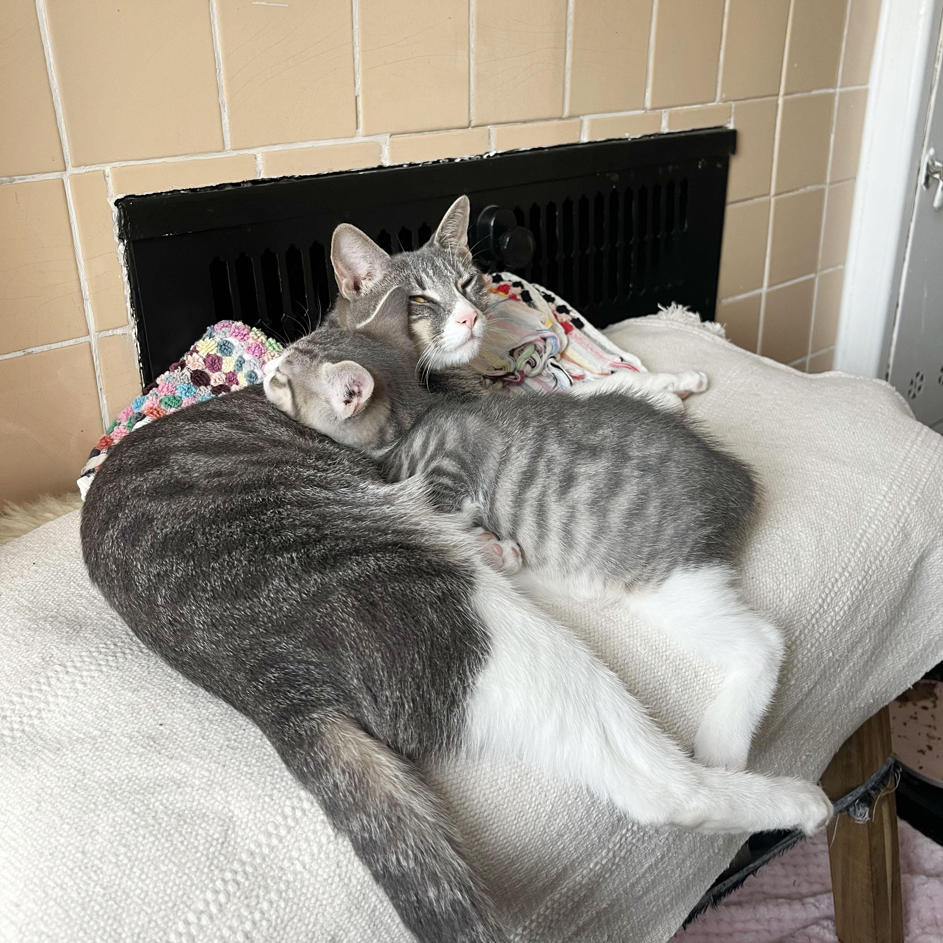 Enlarge Origami + Cootie Catcher, a ADOPTABLE Domestic Short Hair in BROOKLYN, NY image 3/6