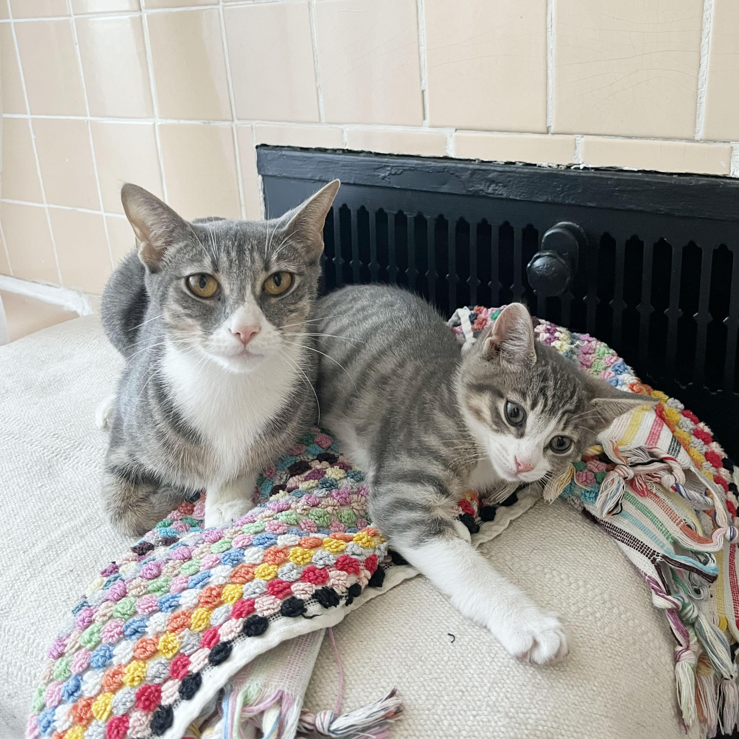 Enlarge Origami + Cootie Catcher, a ADOPTABLE Domestic Short Hair in BROOKLYN, NY image 4/6