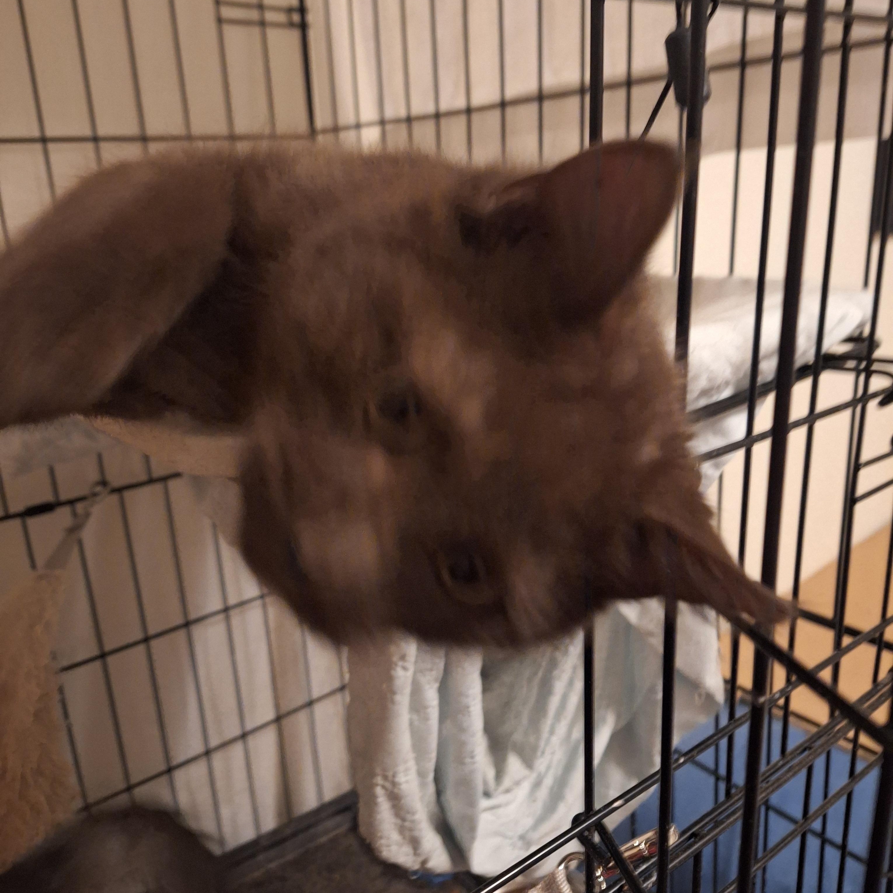 Green, adopted, Kitten Male Domestic Short Hair.