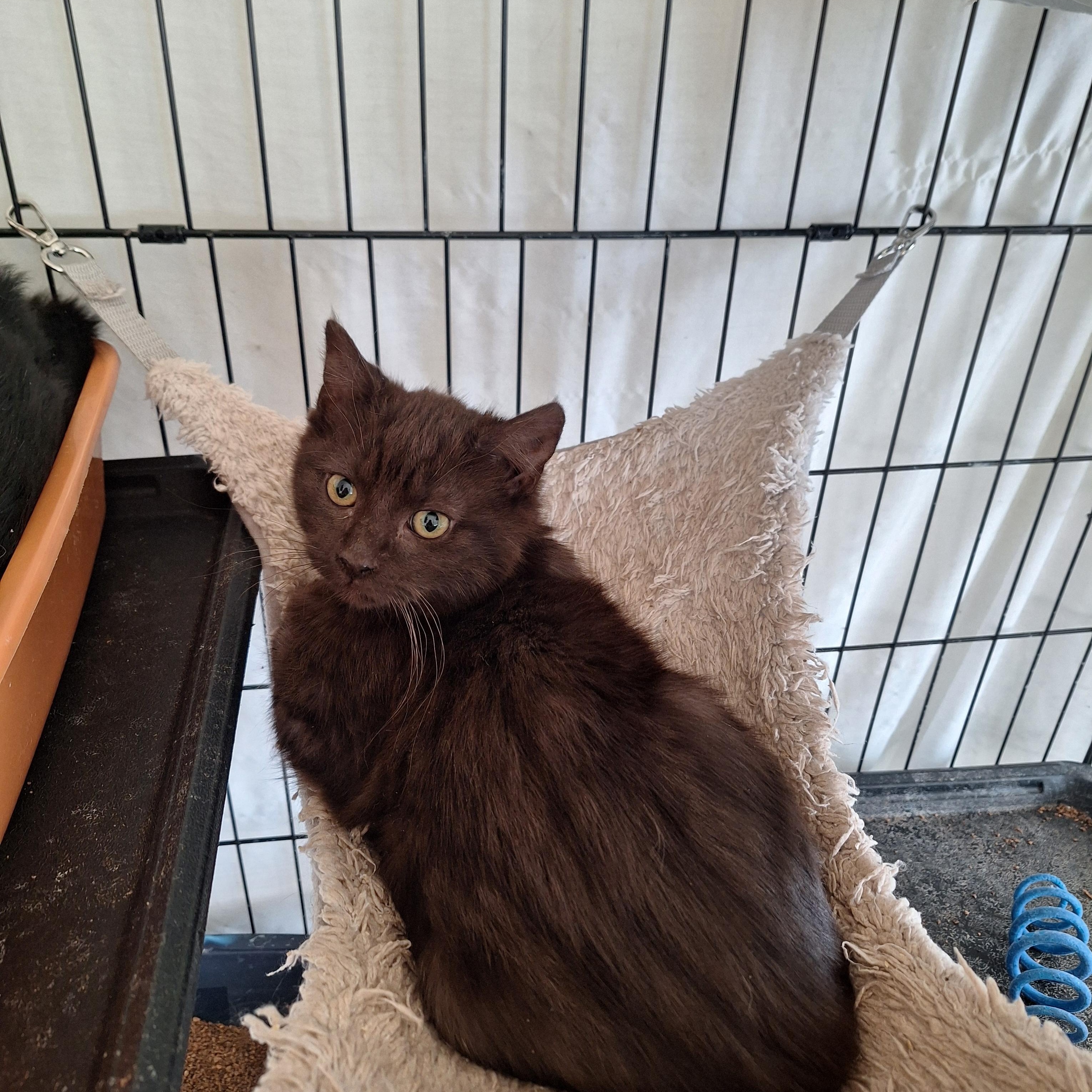 Enlarge Green, a Adoptable Domestic Short Hair in Reno, NV image 2/3