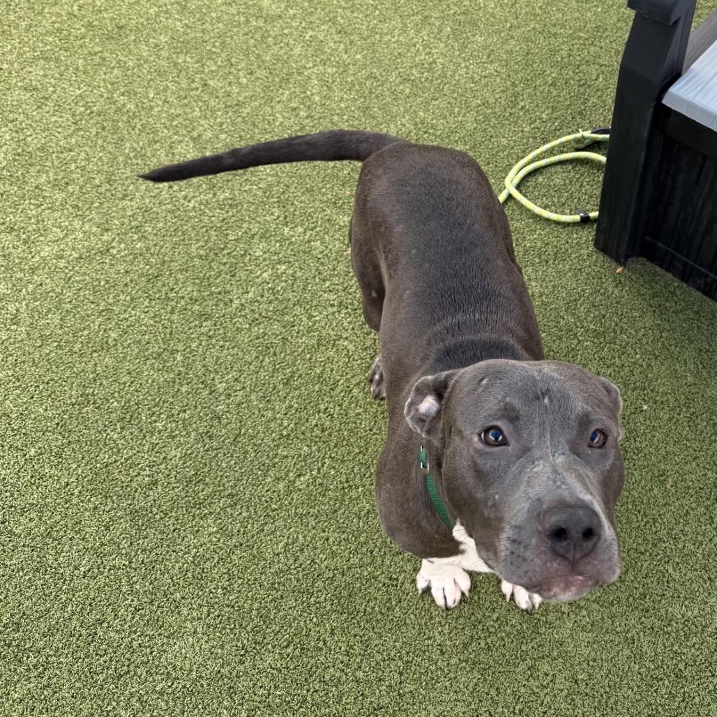 Gardener, Adoptable, Young Male Mixed Breed.