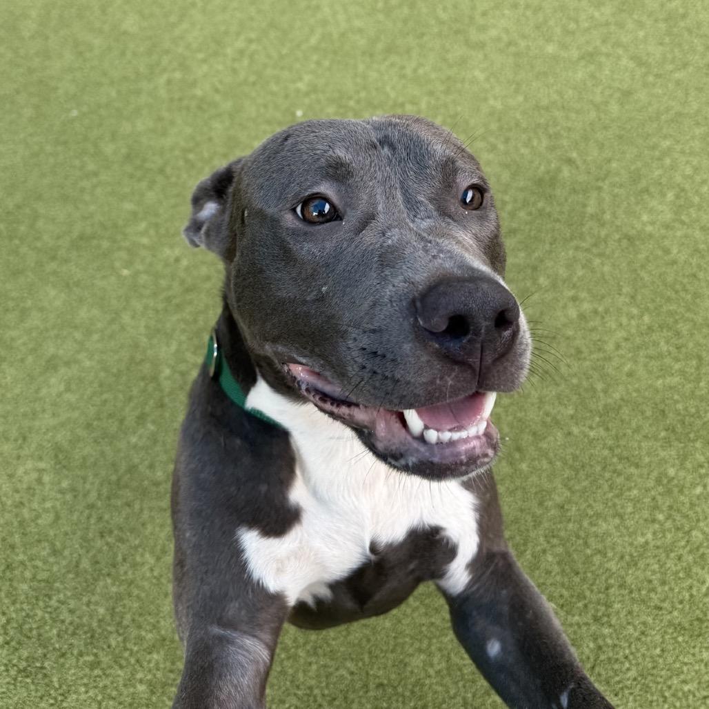 Enlarge Gardener, a Adoptable Mixed Breed in Greensboro, NC image 2/3
