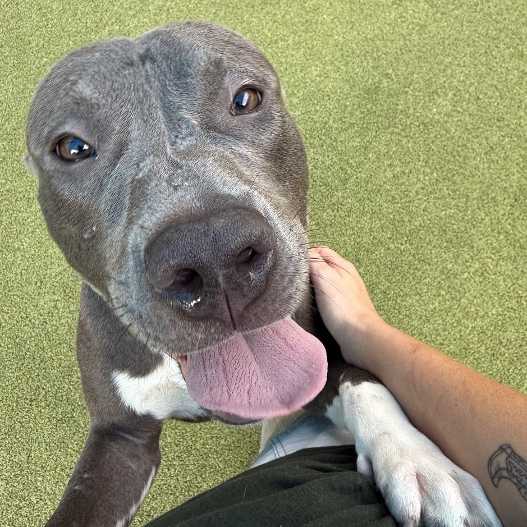 Enlarge Gardener, a Adoptable Mixed Breed in Greensboro, NC image 3/3