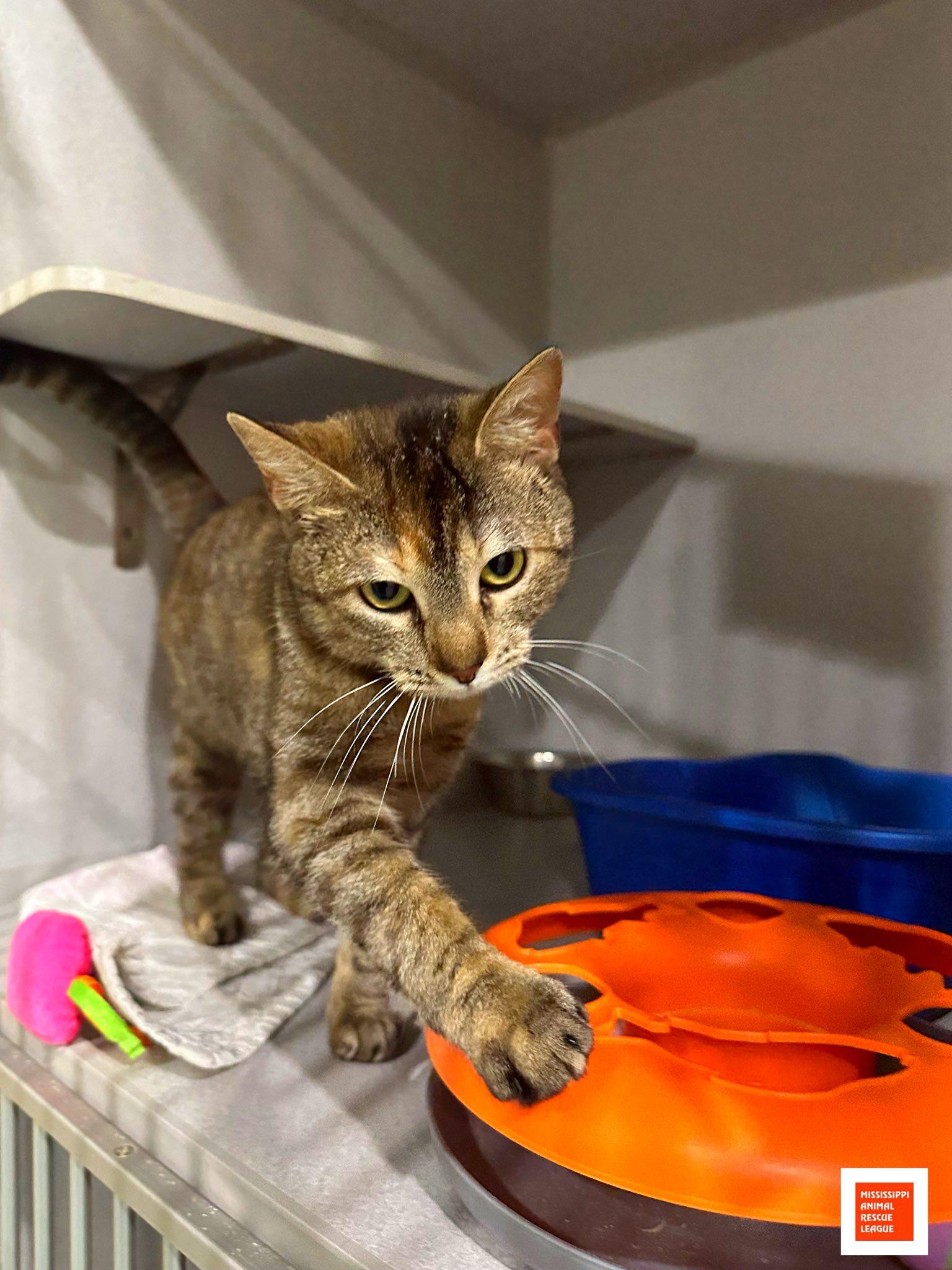 Heaven, ADOPTABLE, Young Female Domestic Short Hair.