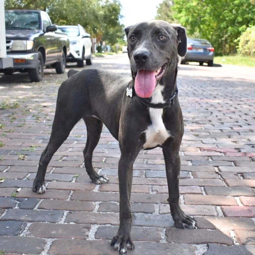 Snookie, Adoptable, Young Female Mixed Breed.