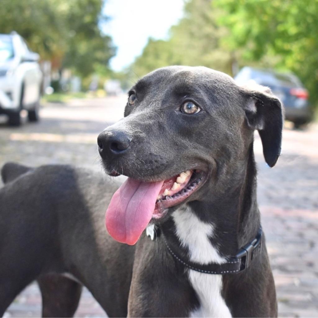 Enlarge Snookie, a Adoptable mixed breed in Saint Petersburg, FL image 2/3