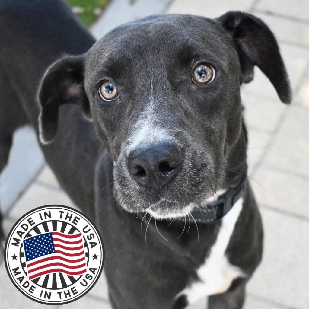 Enlarge Snookie, a Adoptable mixed breed in Saint Petersburg, FL image 3/3