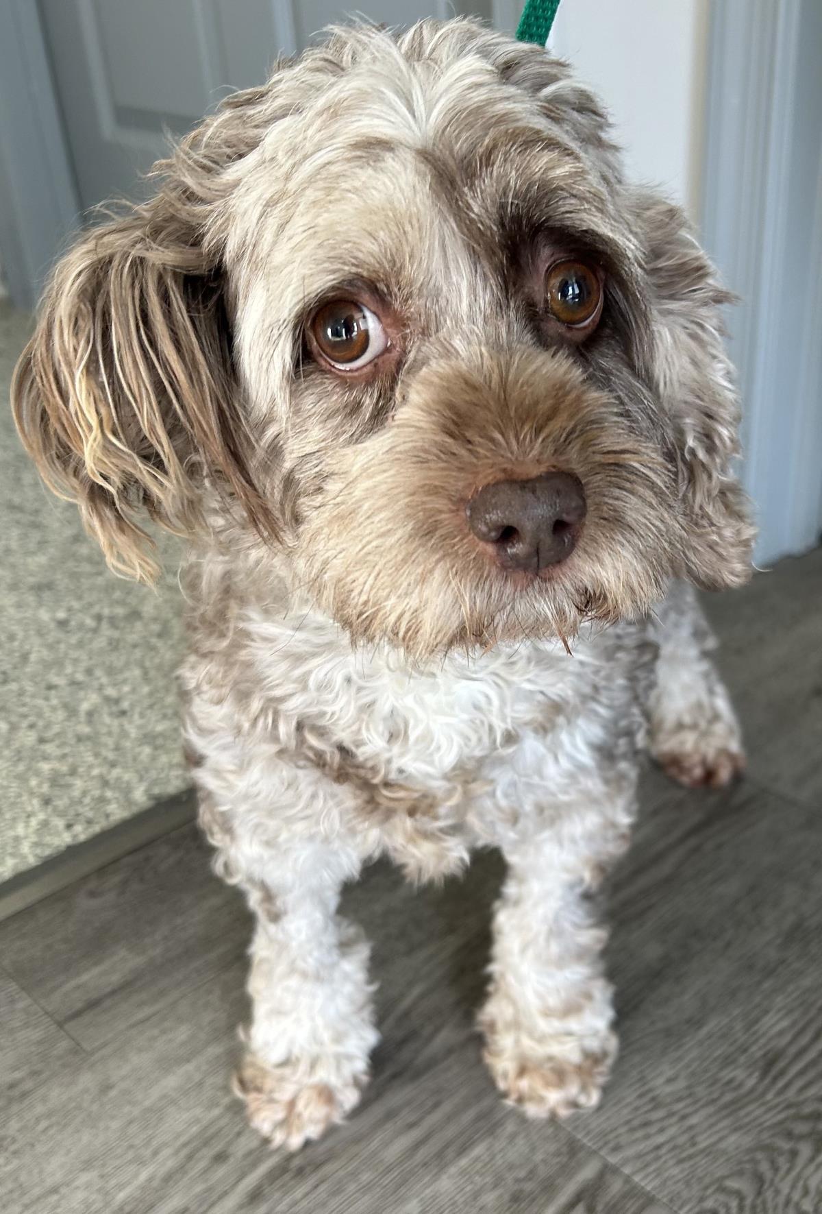 Enlarge Brownie, a Adoptable Cockapoo in Westminster, MD image 1/3